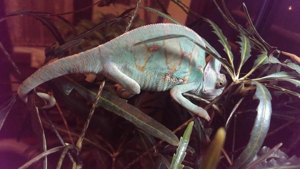 Randall looking blue