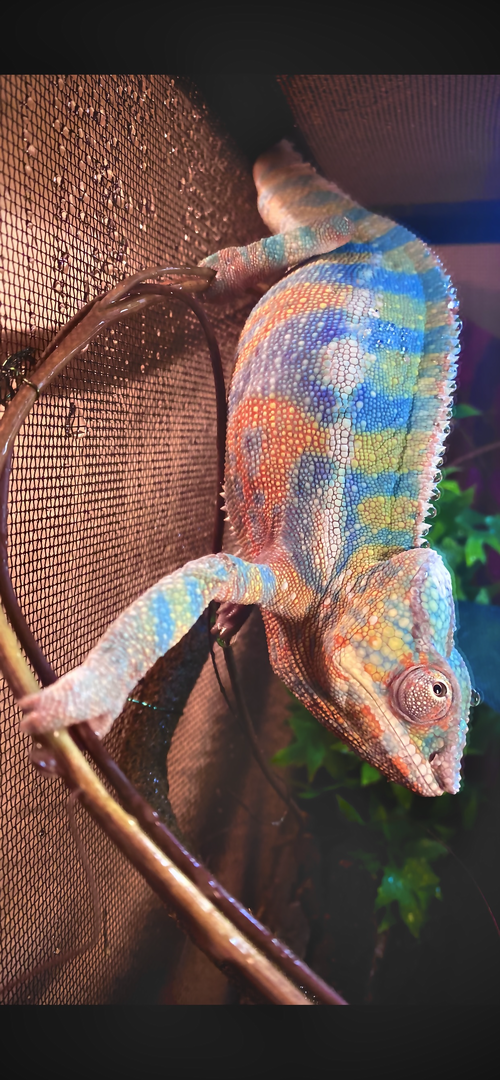 Randall