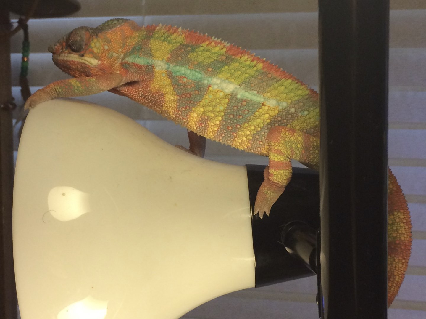 Random color change!