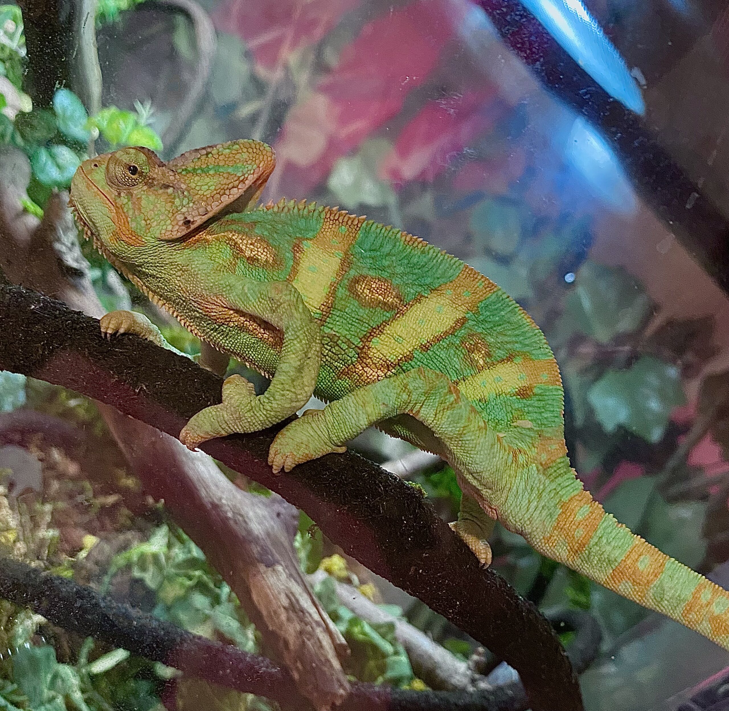 Rango’s RBF (Really Big Frown)