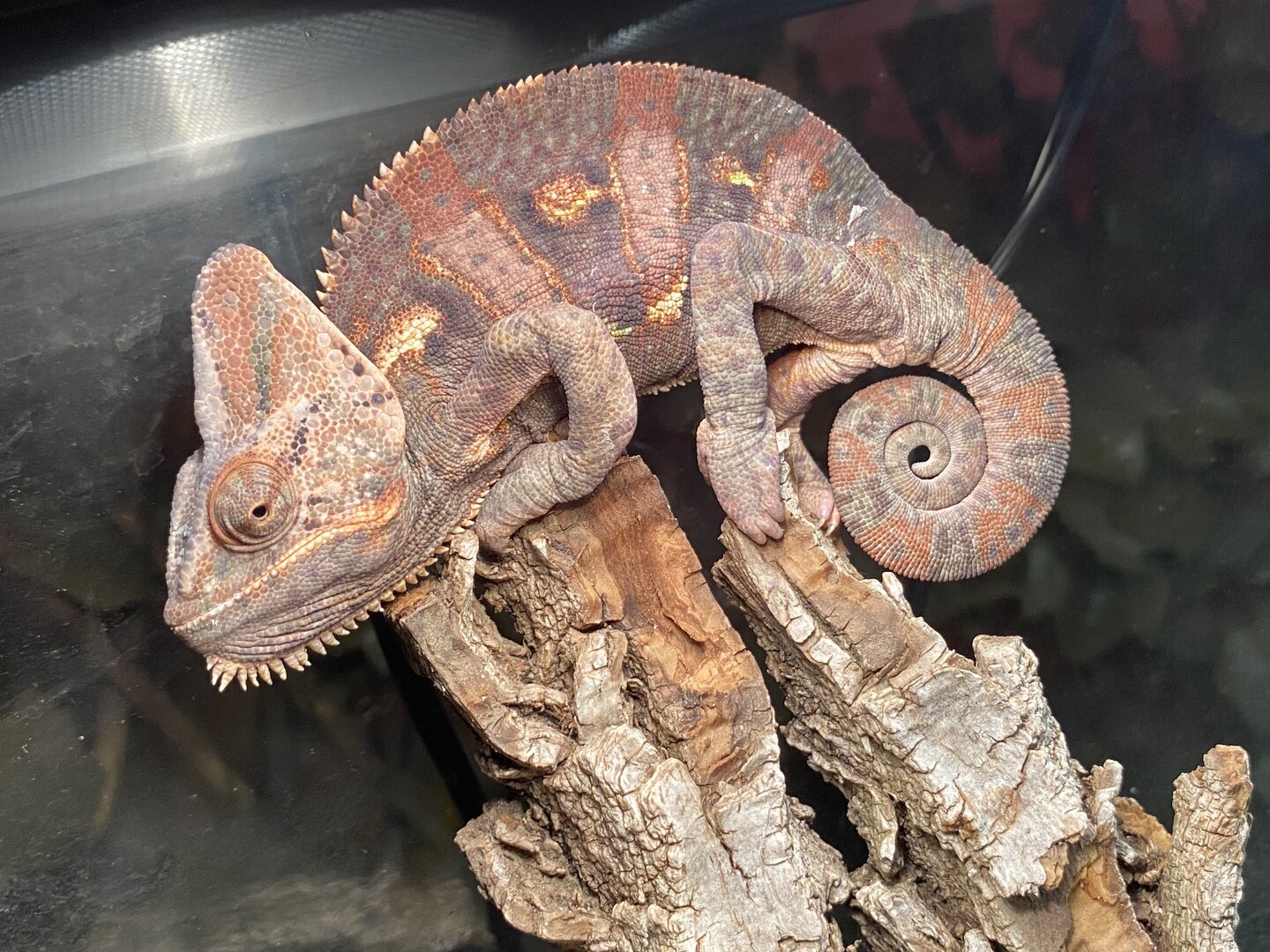 Rango’s Throne