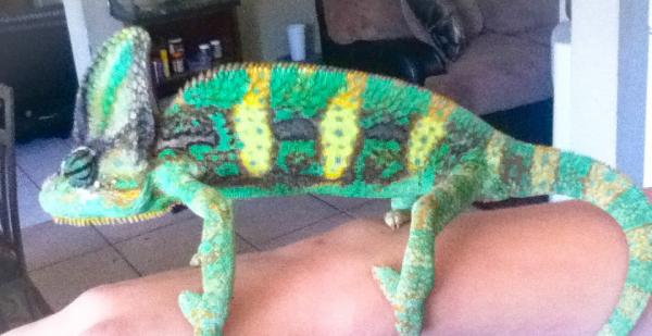 Rango 11 months