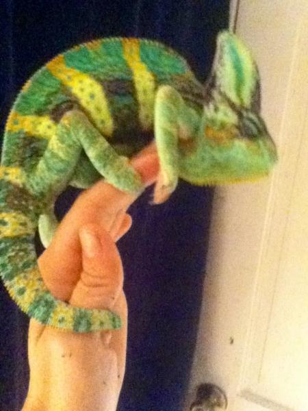 Rango 11 months