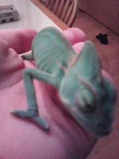 Rango again as a baby