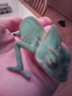 Rango again as a baby