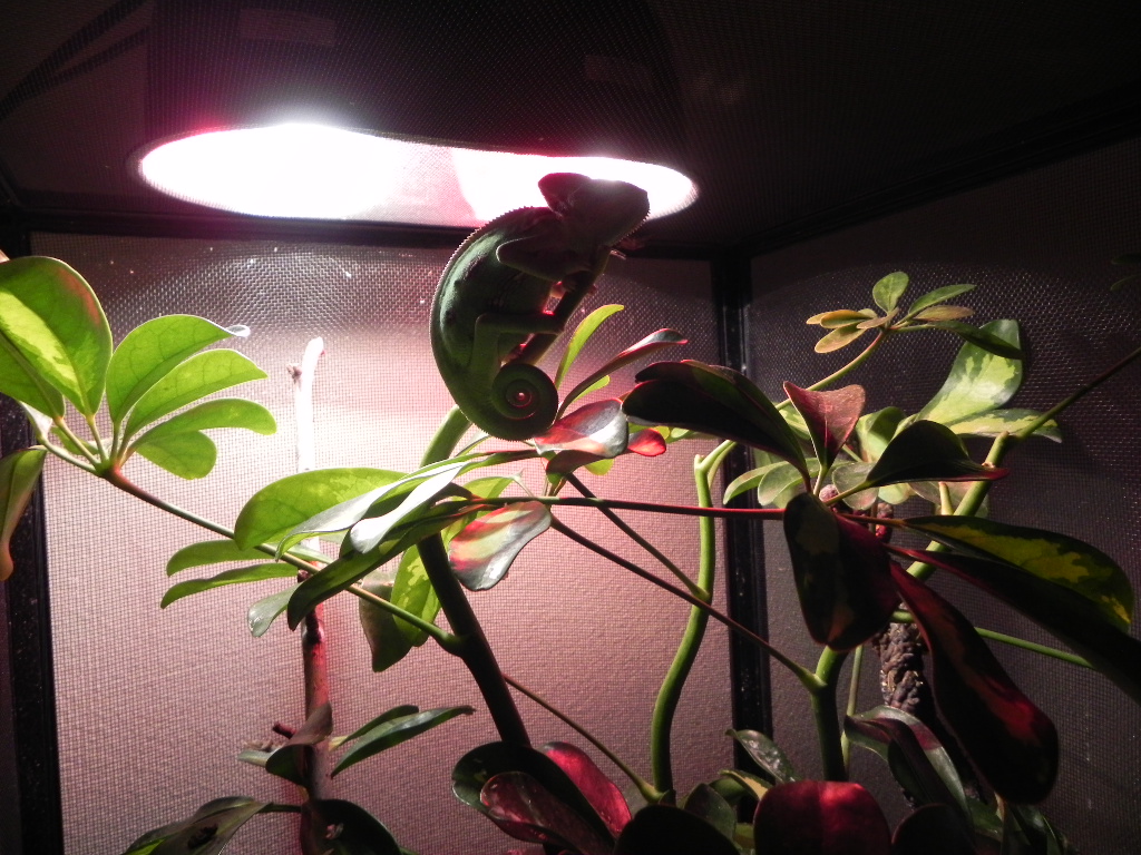Rango Asleep At The Top Of His World