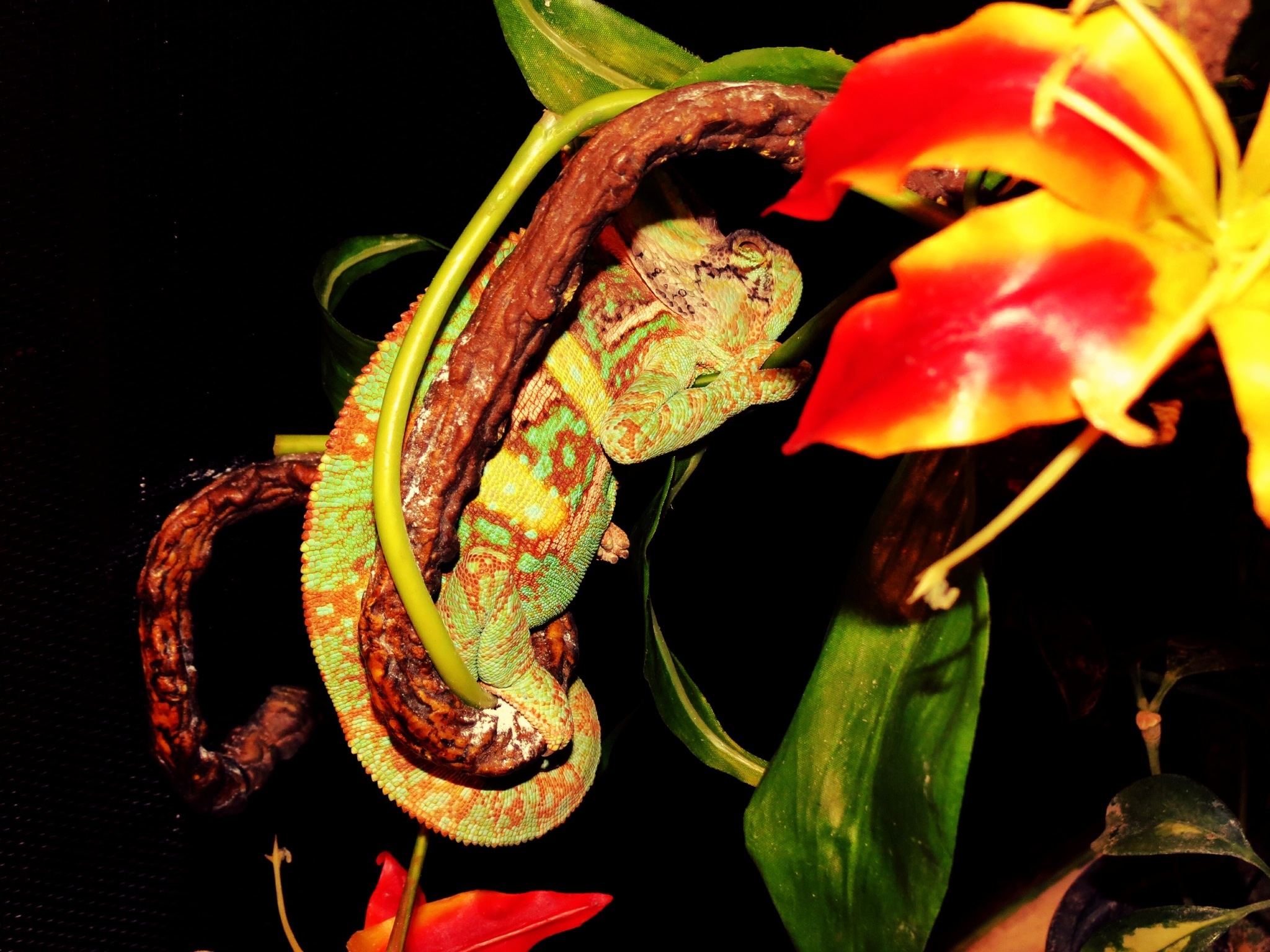 Rango Catching Some Zzzzzz.....'s