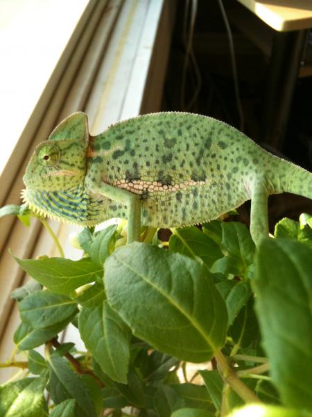 rango dislikes cameras