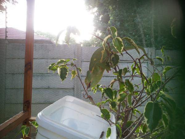 Rango eating