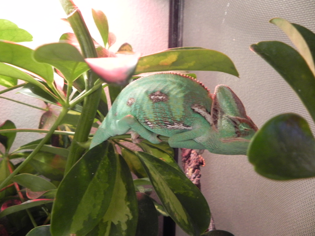Rango Getting His Teenager Colors.