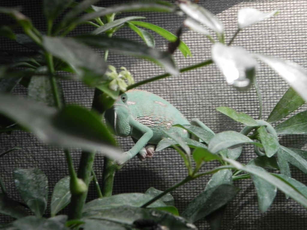 Rango I Can See You