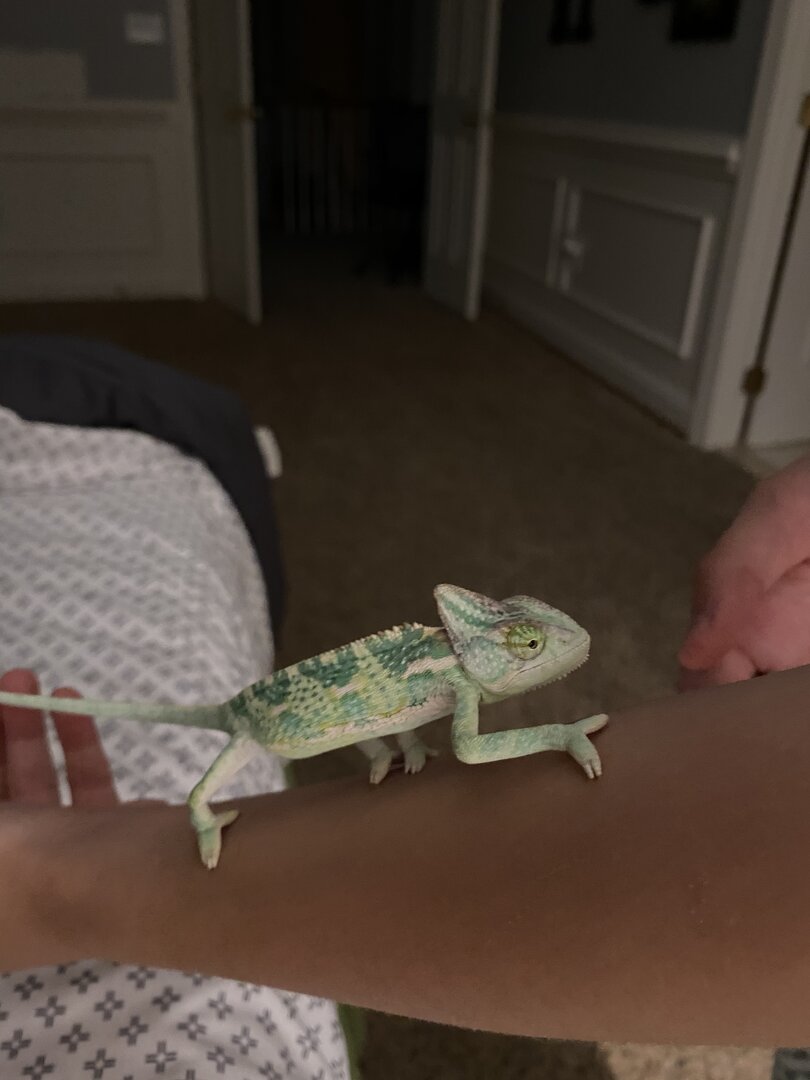 Rango in his camo.jpeg