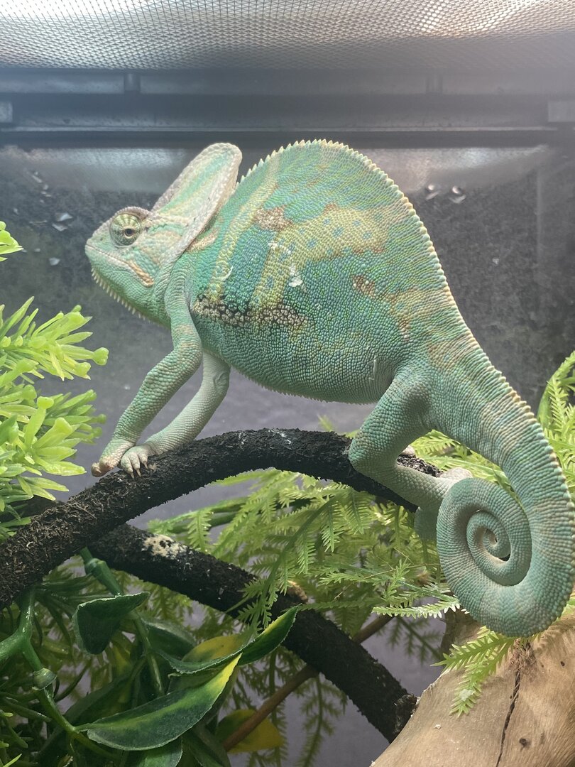rango is beautiful