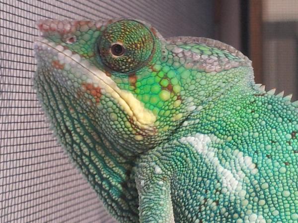 Rango Jr 6 months