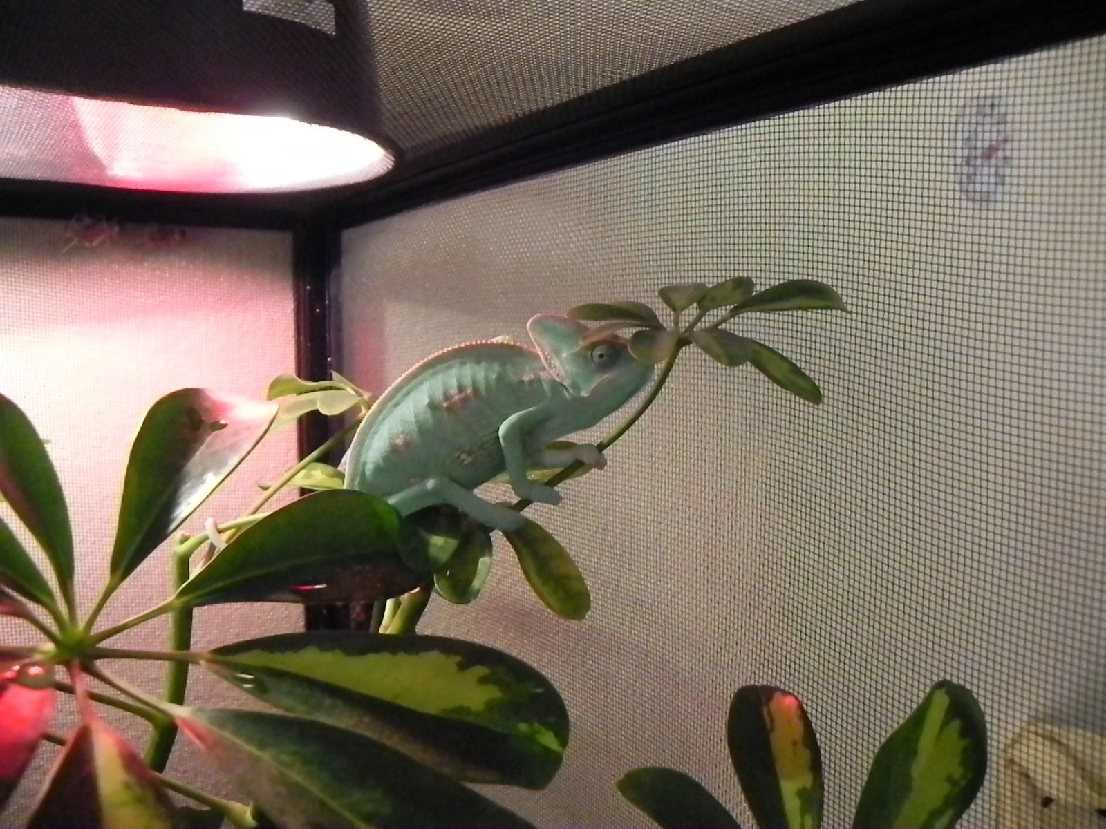Rango Just Hanging Out