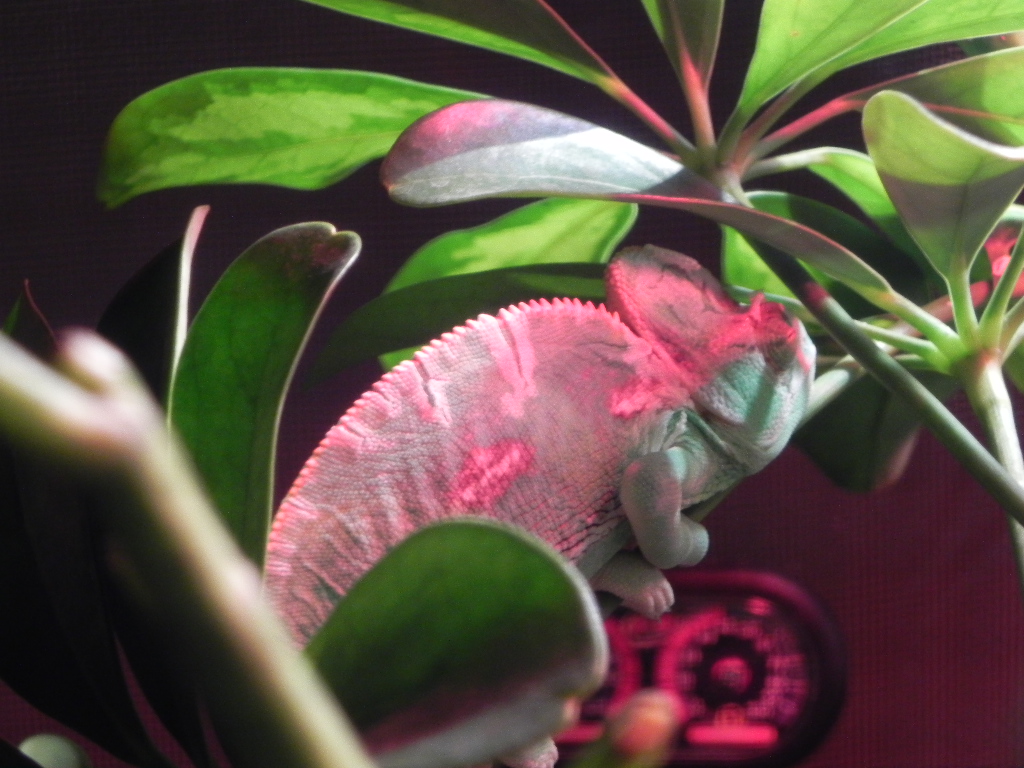 Rango Love To Sleep Here Each Night