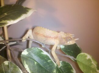 Rango on his FR