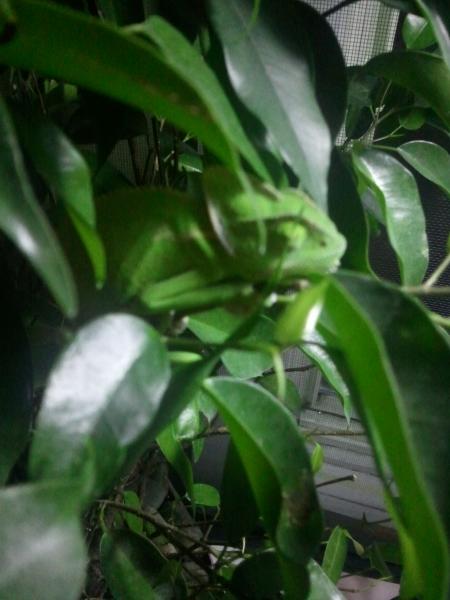 rango sleeping :)