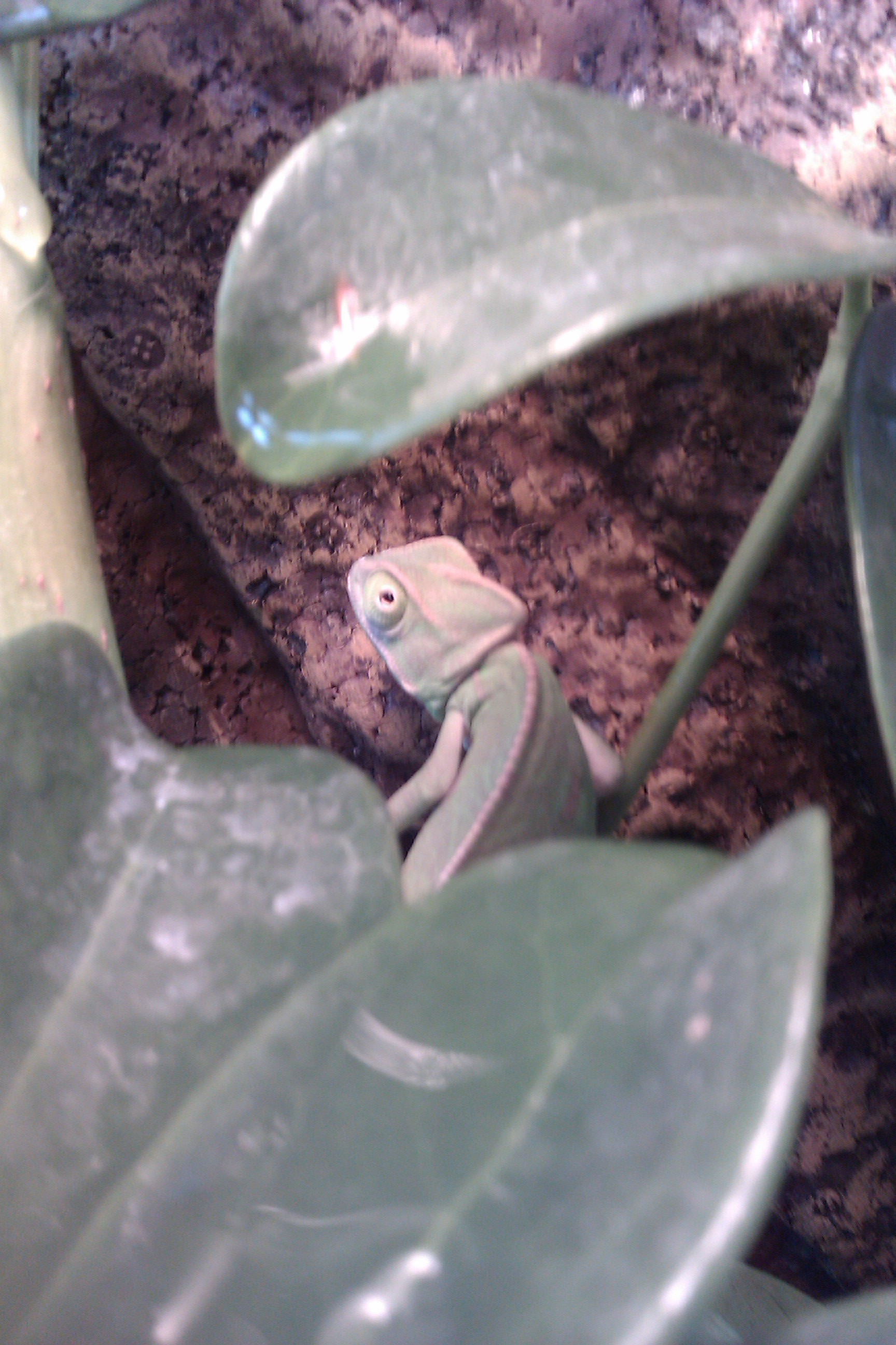 Rango!!!!
