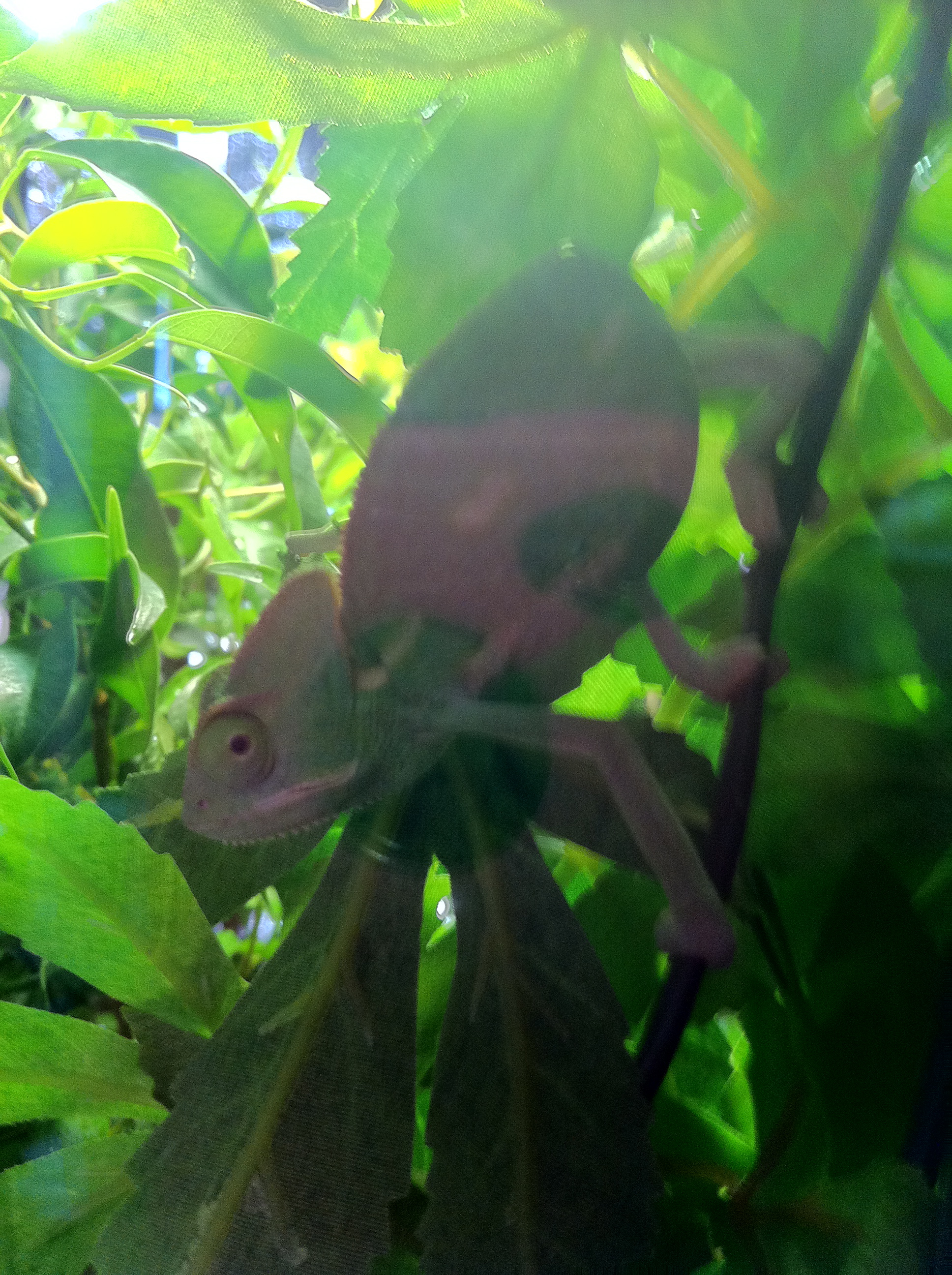 Rango