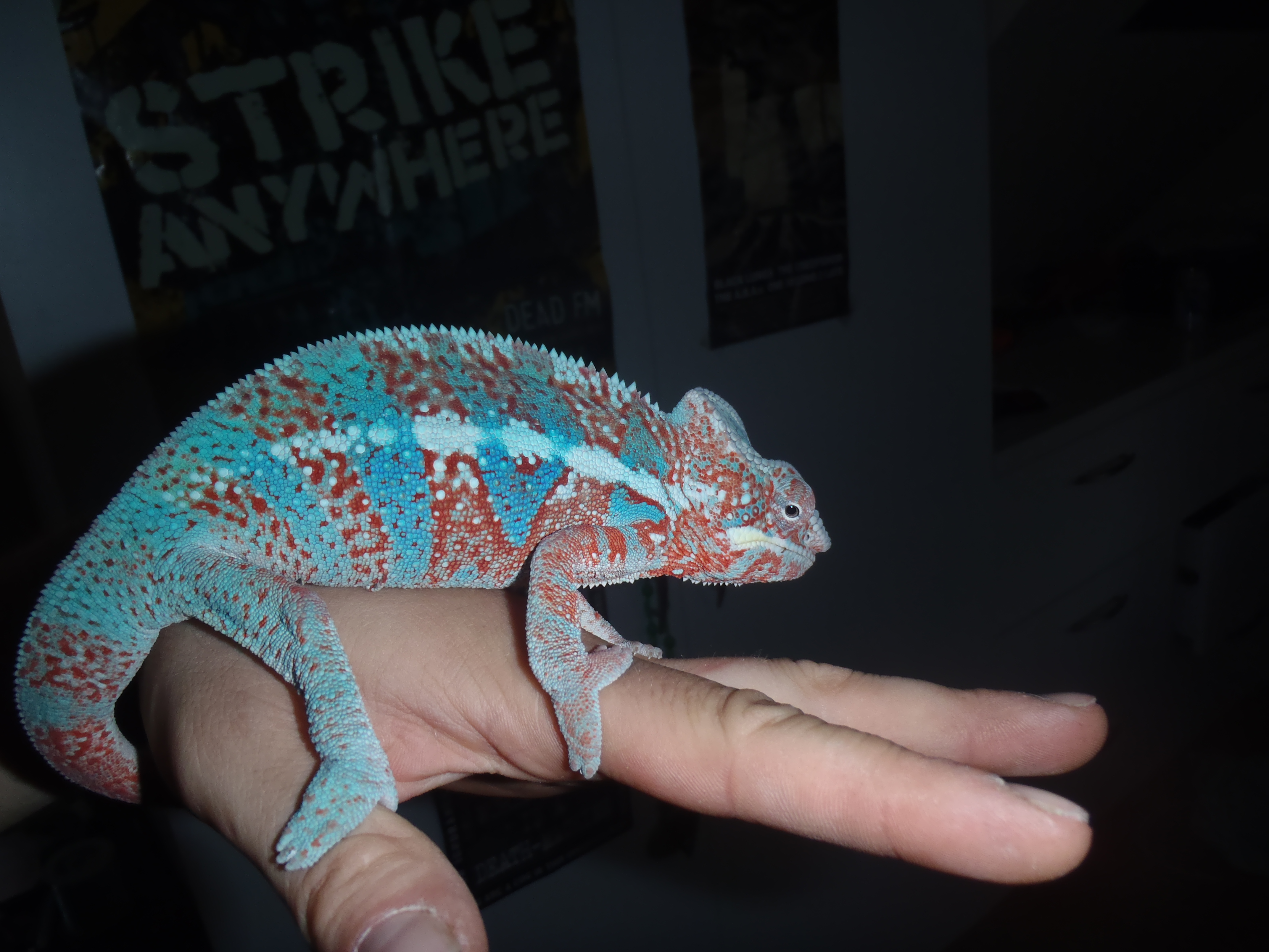 Rango!