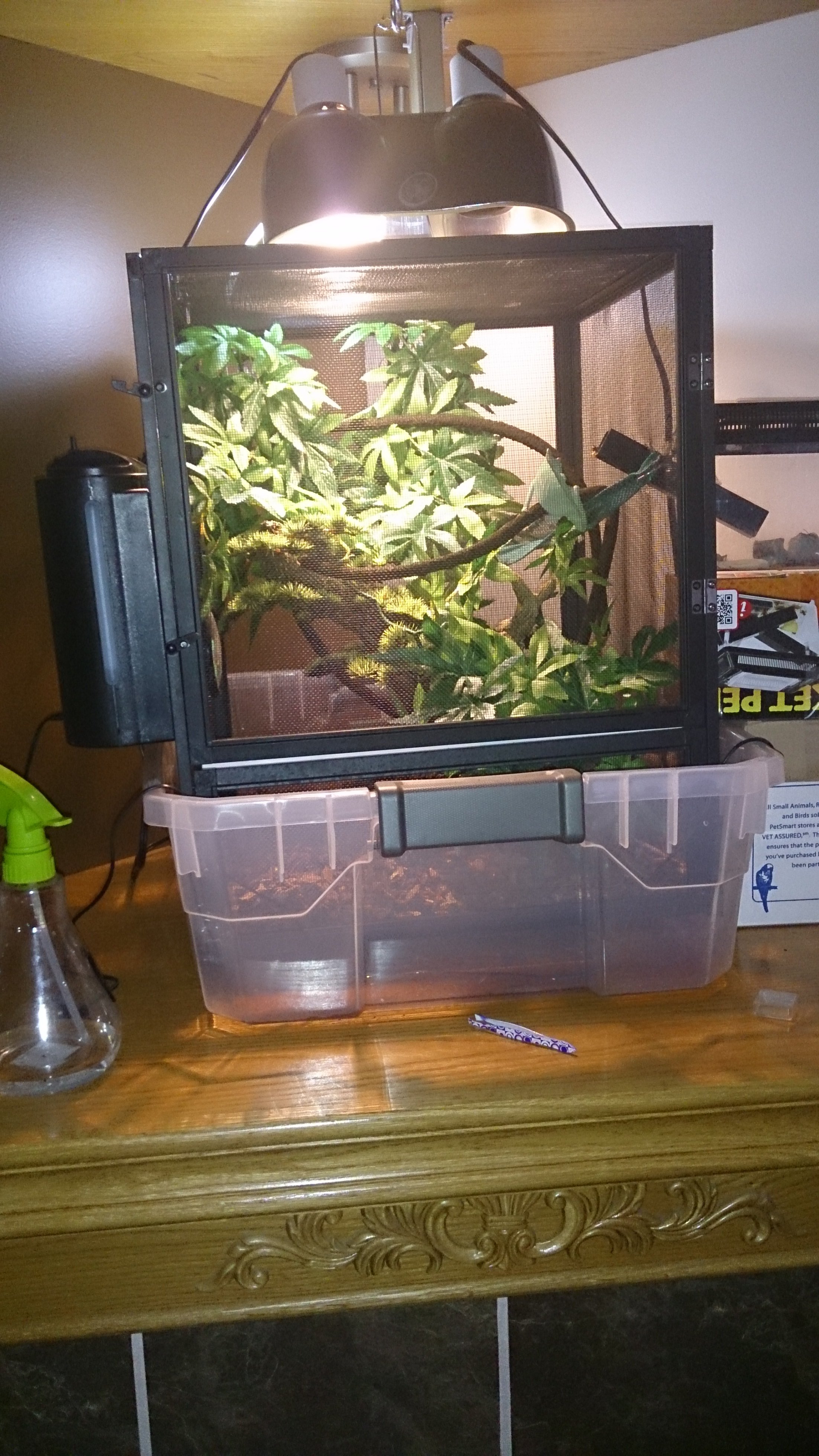 Rango