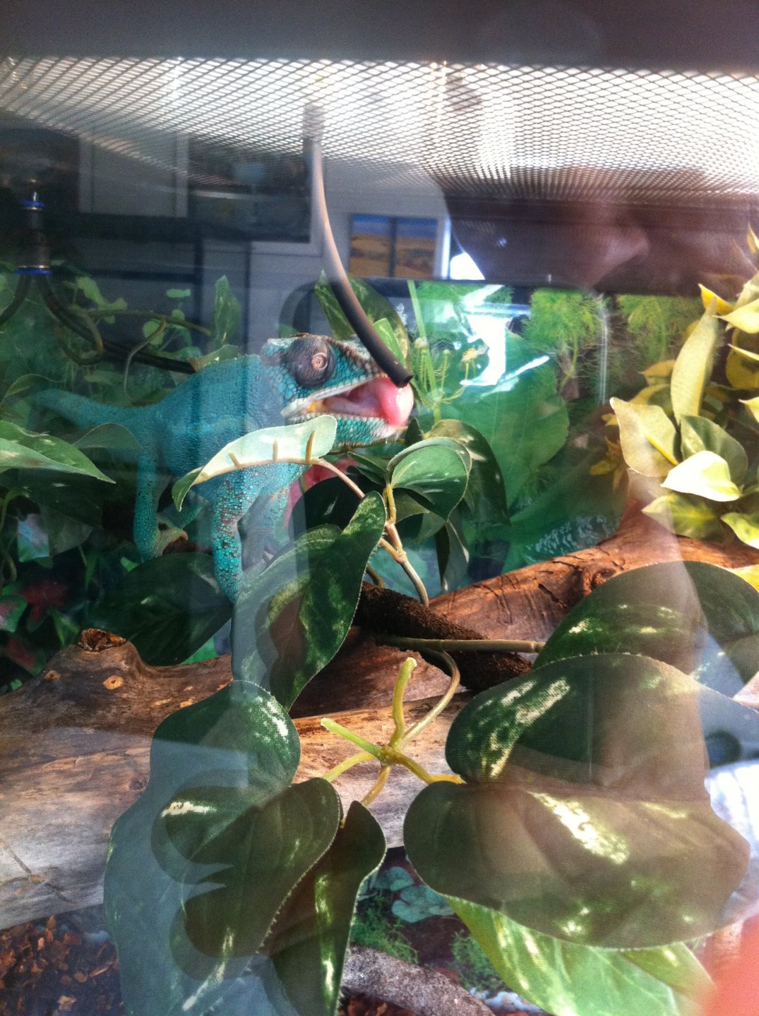 Rango