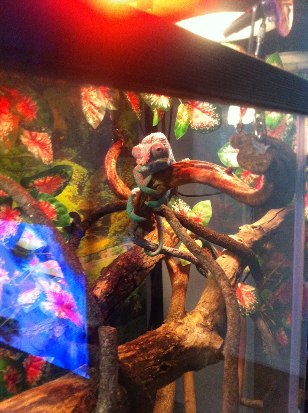 Rango