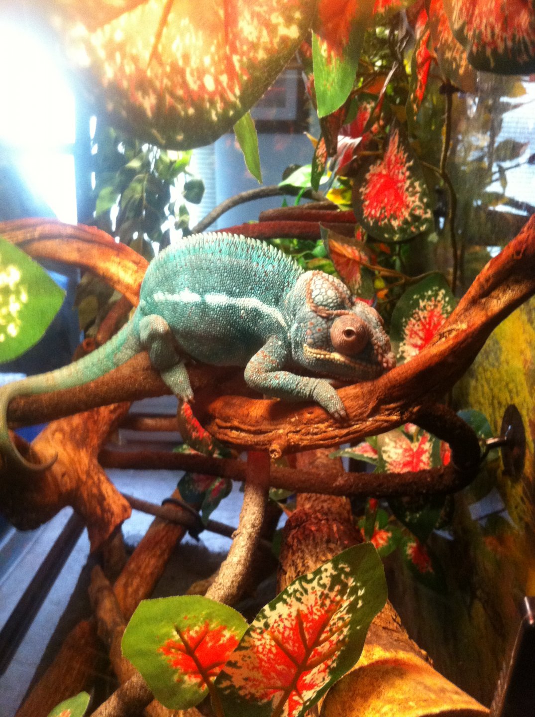 Rango