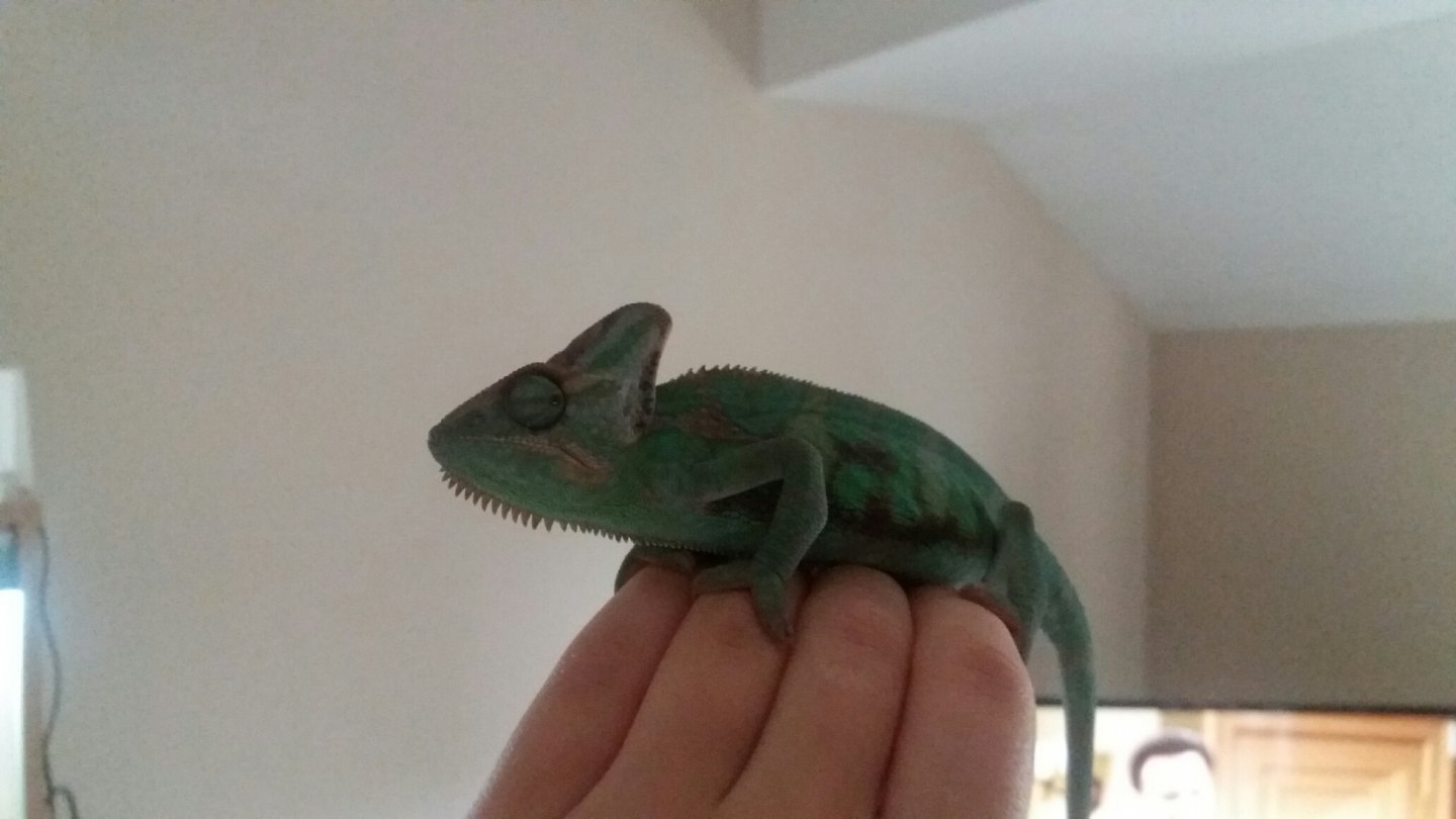 Rango