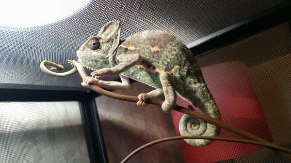 rango2