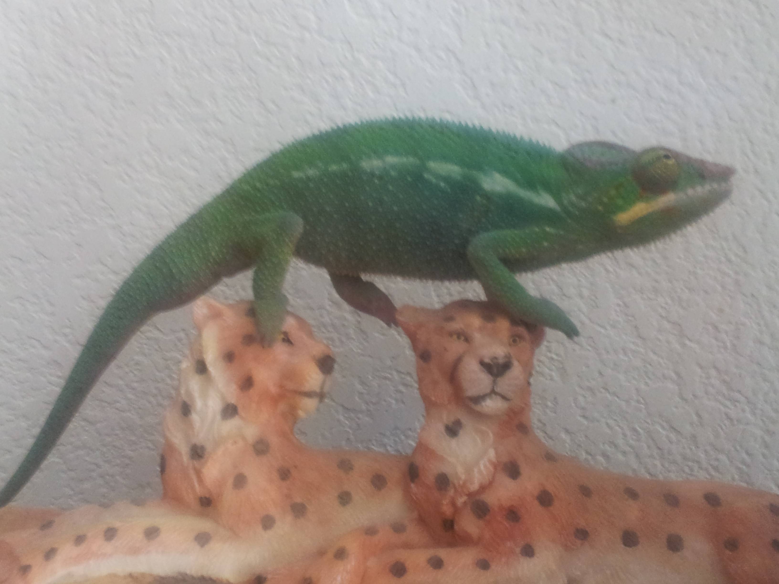 Rango'many Disguises