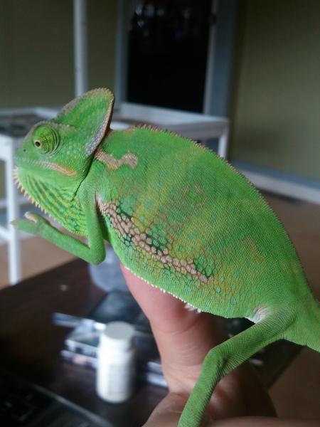 Rango's colours are finally showing through yay :)