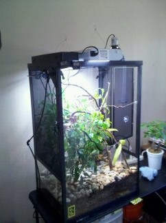 rangos new viv