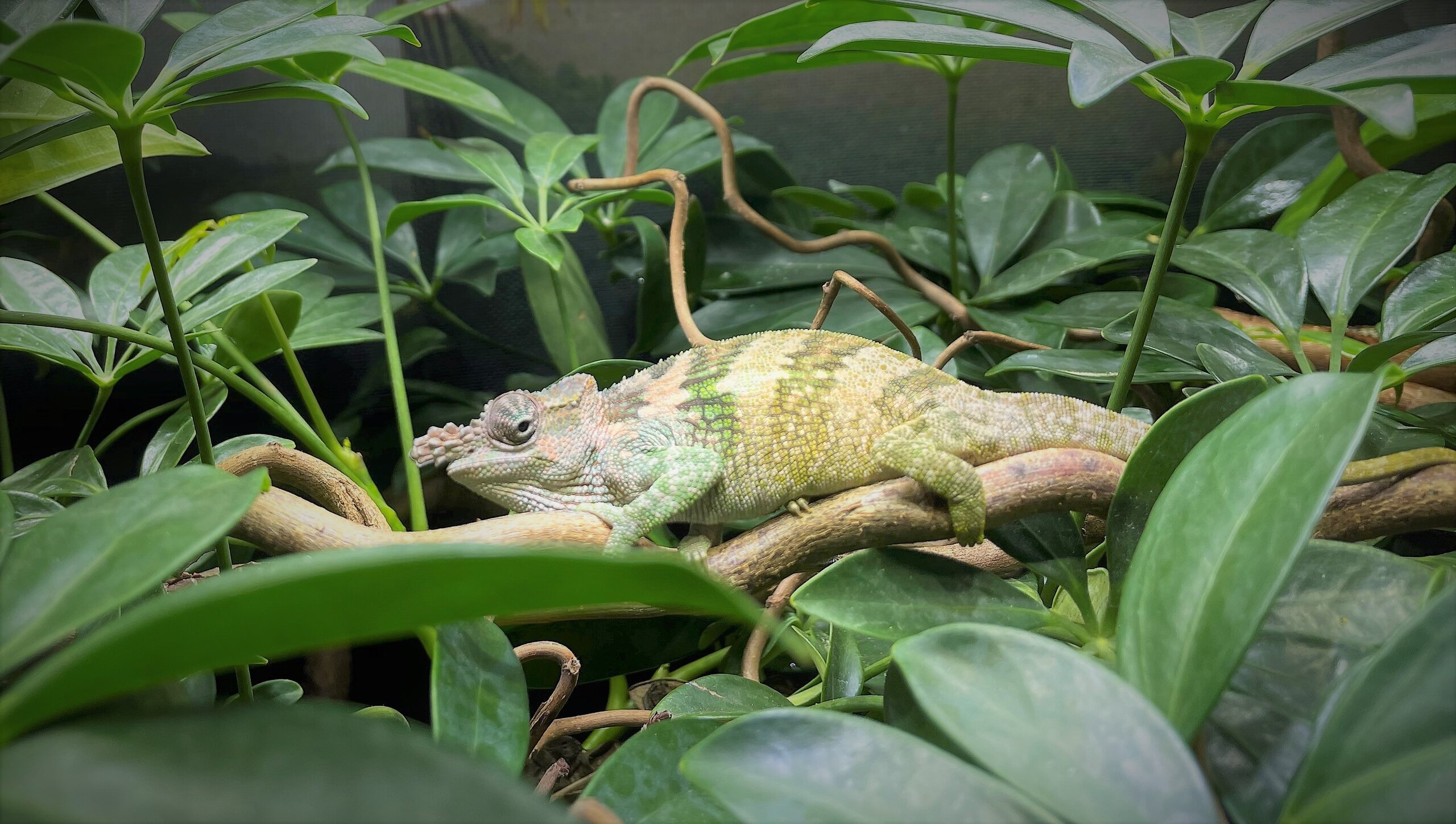 Ranjo showing his happiness