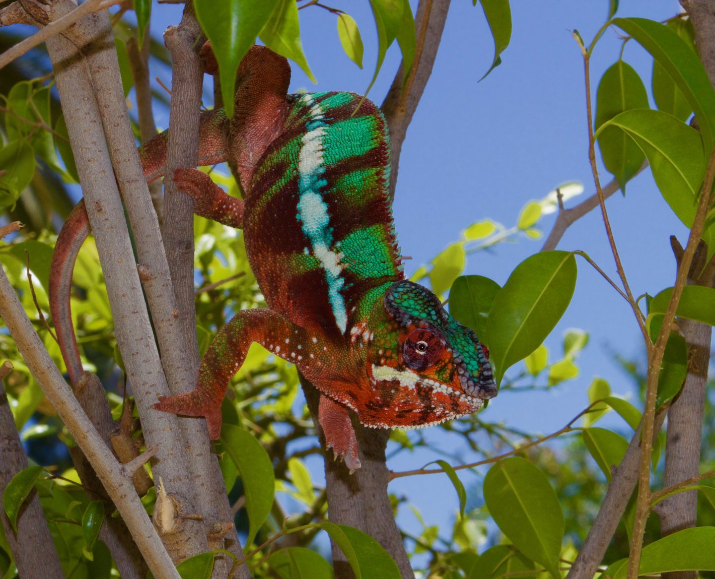 Raptor Hanging out in his Tree