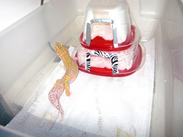 RAPTOR Pos. Snow female