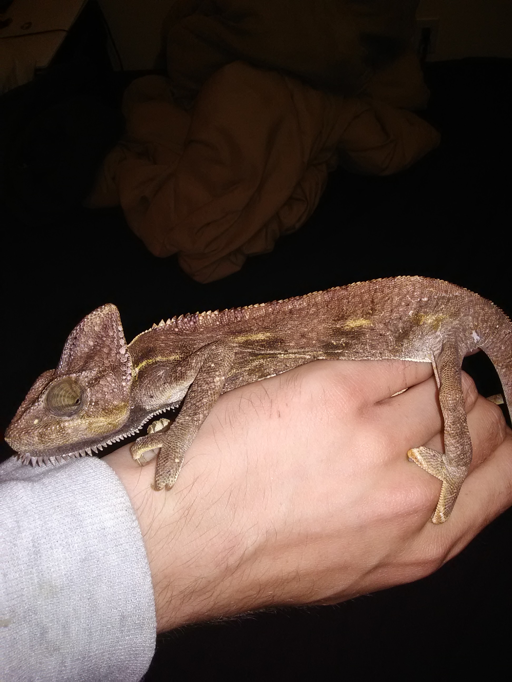 Rare type bearded dragon dark colors