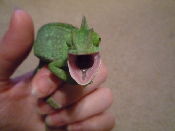 RAWR!  That means "I love you" in dinosaur :)

taken 10/22/09