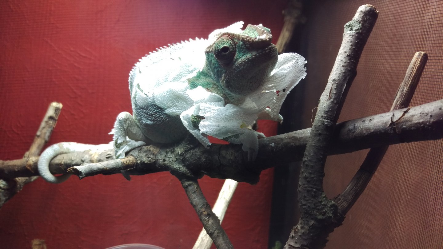 Raxtus