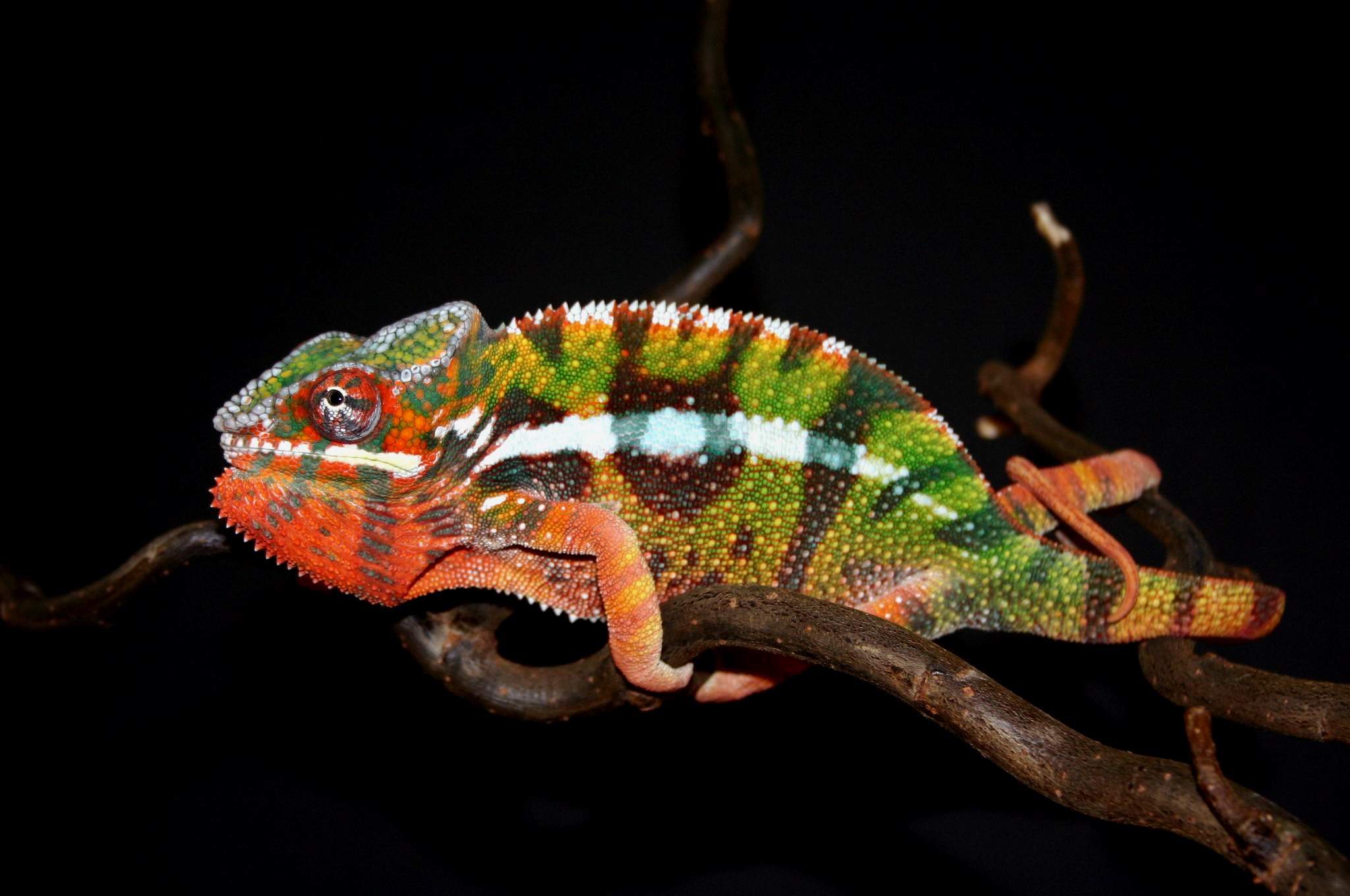 Razor - Diego Suarez Pantherchameleon