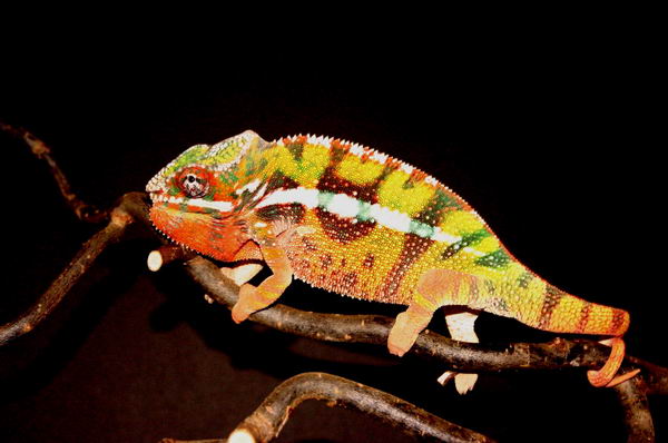 Razor - Diego Suarez Pantherchameleon