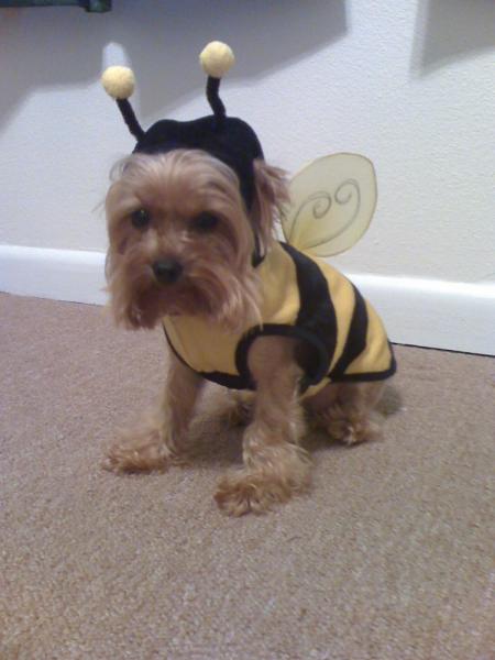 Ready for Halloween