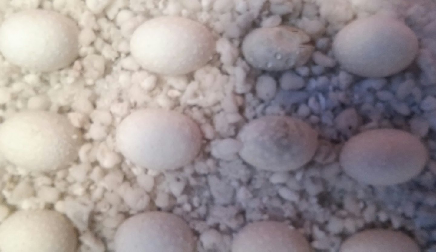 ready to come out....