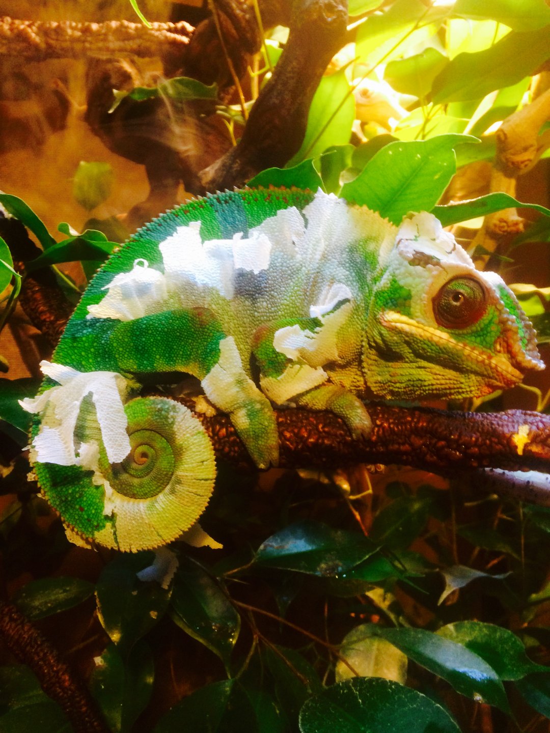 Really am not a flake