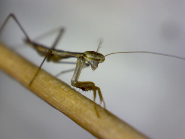 really hard to get face shots, as soon as they reach the top of the tooth pick they want to get on the lens. the distances and depth of field involved