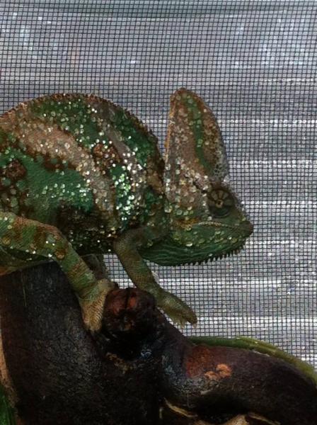 Rebel after his afternoon mist.