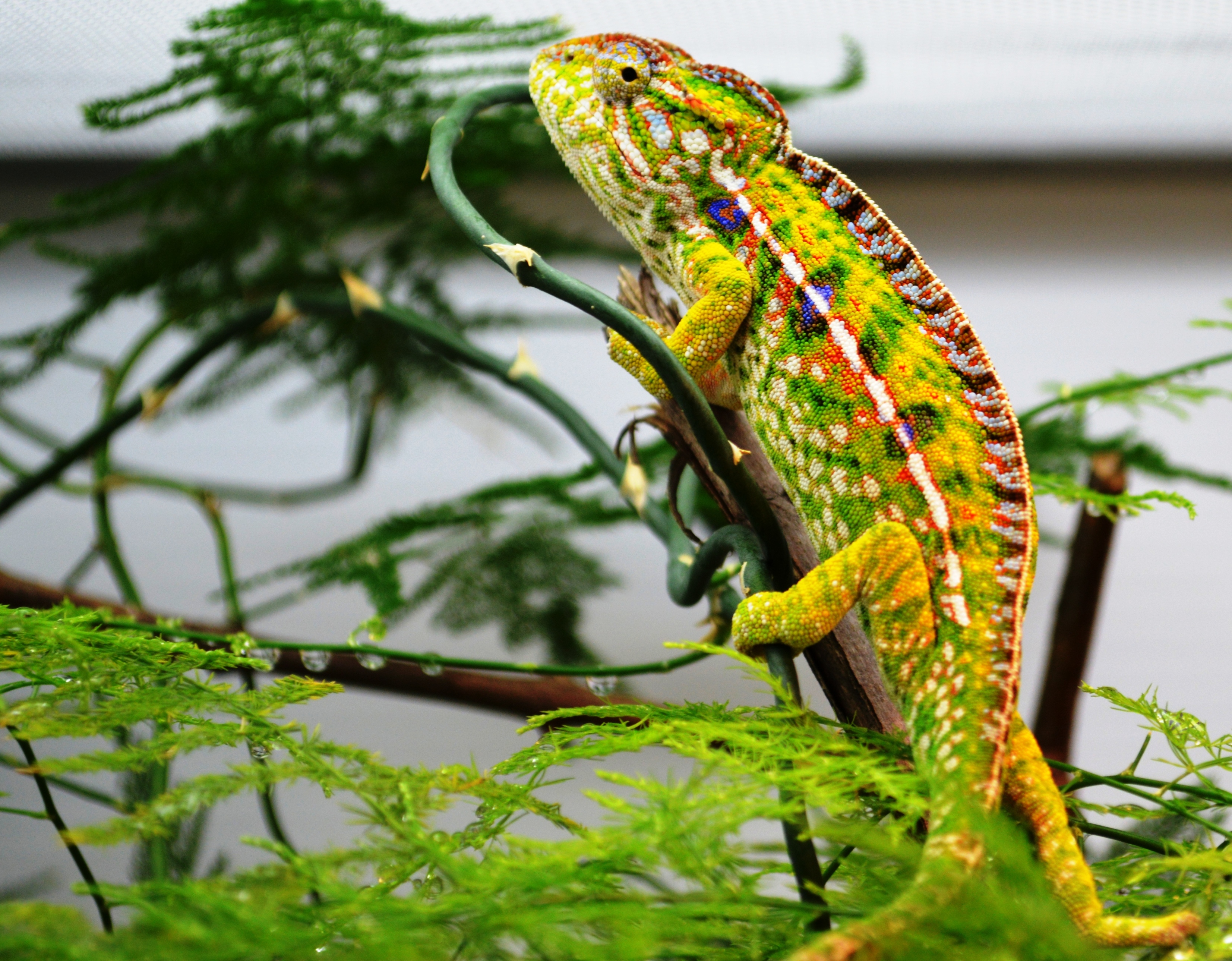 Receptive Female Furcifer Lateralis