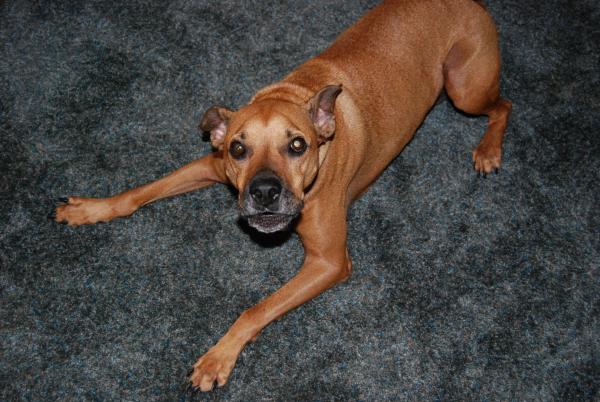 Red 6 years old