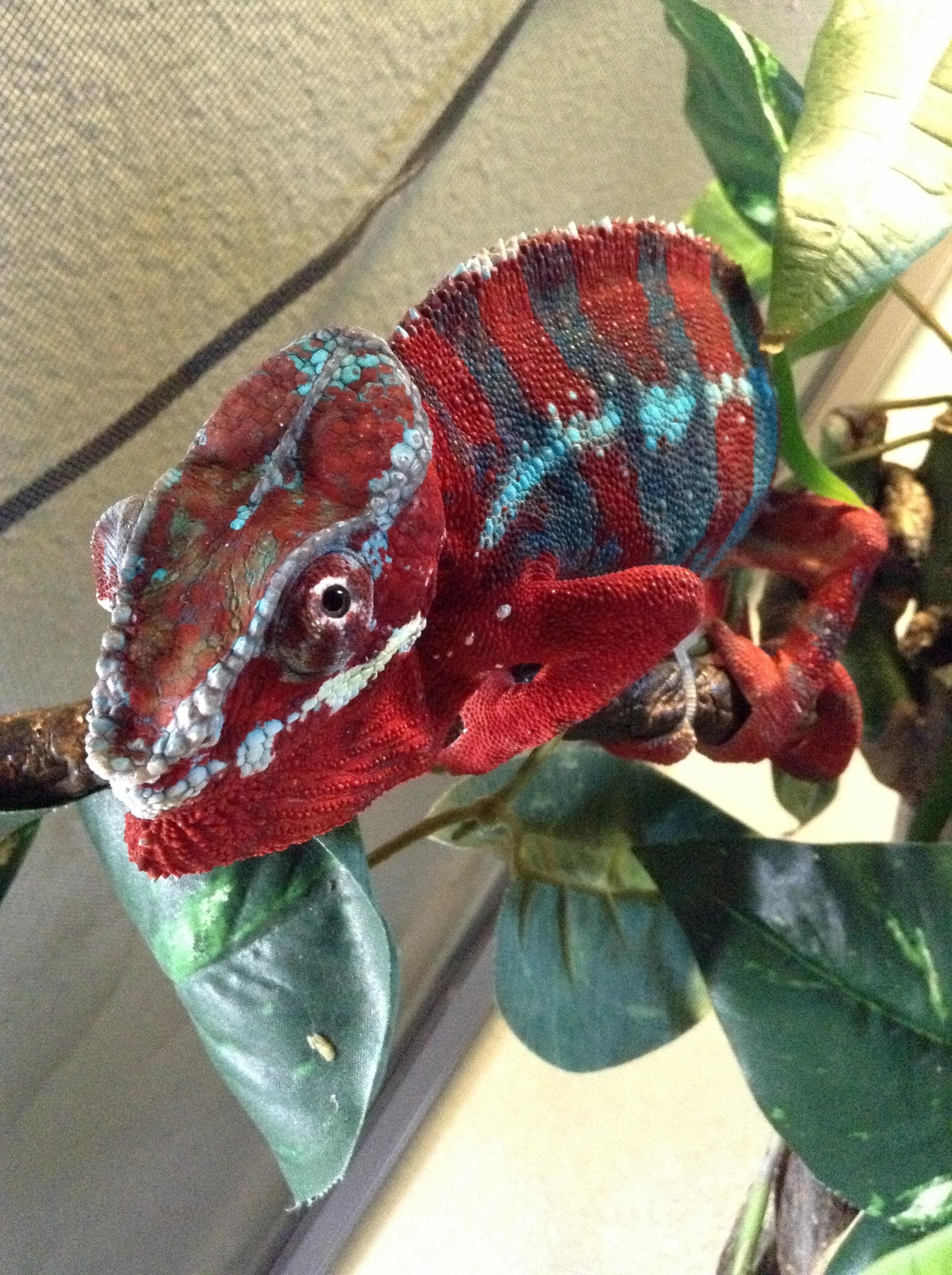 Red Ambilobe Panther Chameleon